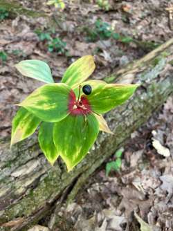 Cucumber root Photo: Sharon Bombard