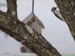 Downy Woodpecker Photo: Claire