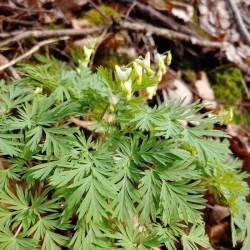 Dutchmans Breeches Photo: Alicia Carlson