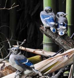 Fledgling bluejays Photo: Kathleen Bross