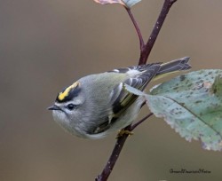 Golden crown kinglet Photo: Jane Ogilvie