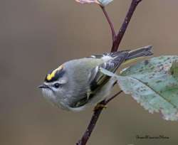 Golden crown kinglet Photo: Jane Ogilvie