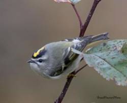 Golden crown kinglet Photo: Jane Ogilvie
