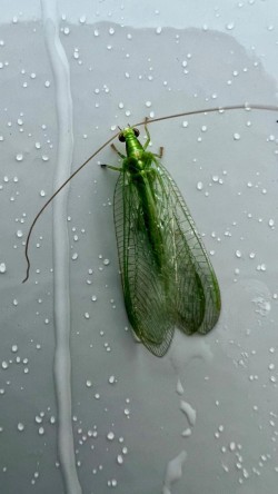 Green lacewing Photo: Matt DeLuca