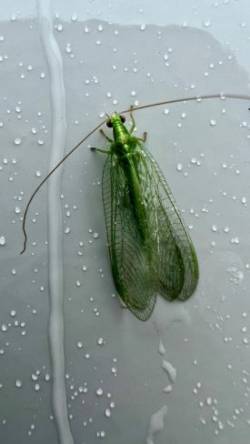 Green lacewing Photo: Matt DeLuca