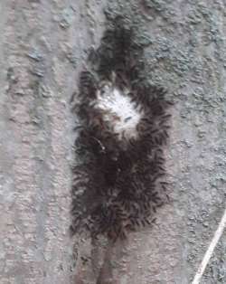 45_gypsy_moth_hatchling.jpg