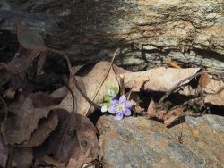 45_hepatica_ritt_lt_17_apr_16.jpg