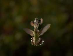 Hummingbirds Photo: Larry Litke