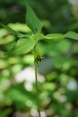 Indian Cucumber Photo: Jennifer Brockway