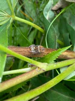 Spider Photo: Julia Hanauer-Milne