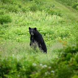 Bear Photo: Sandy Dannis