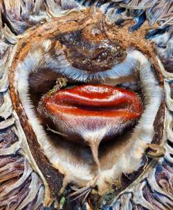 Invasive chestnut Photo: Ross Lanius