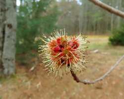 Maple flower Photo: Deb Clough