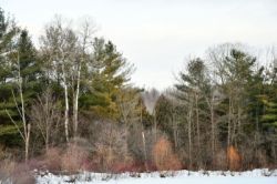 Winter colors Photo: Sue March