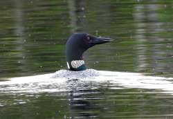 May loon Photo: Laurie Haines