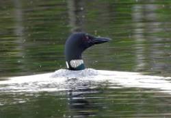 May loon Photo: Laurie Haines