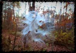 Milkweed Photo: Deb Clough