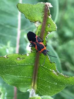 Milkweed bug Photo: Margie Manthey