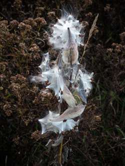 Milkweed seeds Photo: Thomas Ames