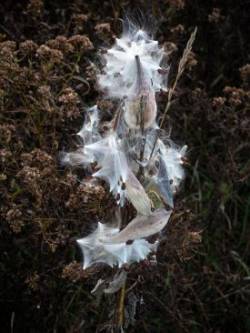 Milkweed seeds Photo: Thomas Ames