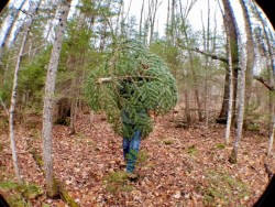 National Forest Tree Photo: Mark Runquist
