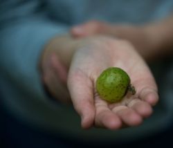 Gall Photo: Tig Tillinghast