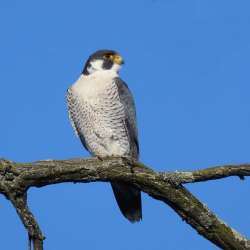 Falcon Photo: Charlie Schwarz