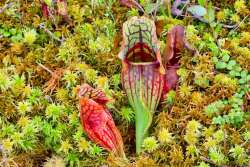 Pitcher plants Photo: Tom Grett