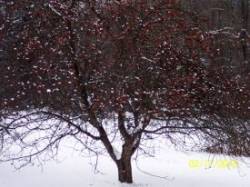 45_readsboro_apple_tree.jpg