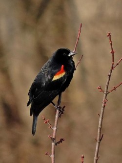 Red winged blackbird Photo: Charlie Schwarz