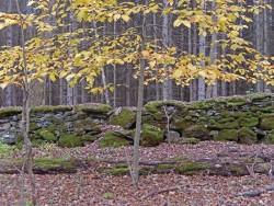 Shaker Stone Wall Photo: Pat Liddle