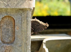 Mourning cloak Photo: Tracy Sherbrook