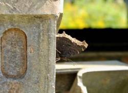 Mourning cloak Photo: Tracy Sherbrook