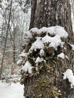 Winter lungwort Photo: Lee Toomey