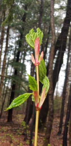 Striped Maple Photo: Samantha Schiela