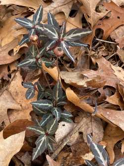 Striped wintergreen Photo: Peggy Warwick