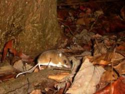 White footed mouse Photo: Charlie Schwarz