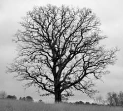 White oak Photo: Charlie Schwarz