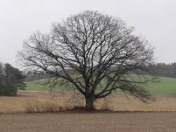 45_white_oak_in_field.jpg