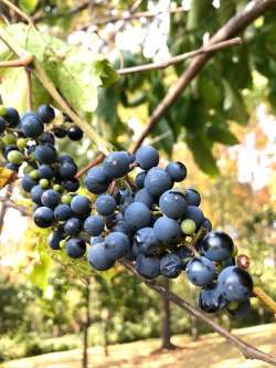 Wild grapes Photo: Margie Manthey