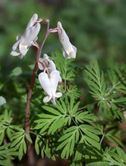 Wildflowers Photo: Starlett Anderson