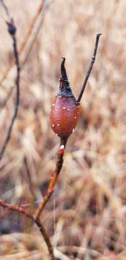 Willow gall Photo: Anne Montgomery