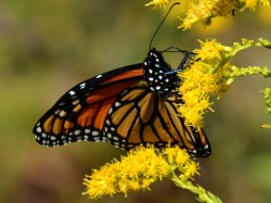Monarch Photo: Karen Dapp