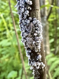 Harvester butterfly caterpillar Photo: Kirk Gentalen
