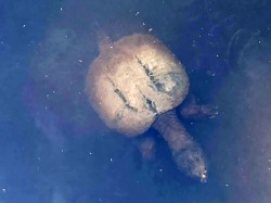 Snapping turtle Photo: Nancy Halloran