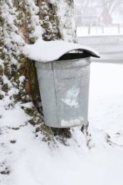 Snowy sugar season Photo: Leif Tillotson
