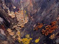 Fungi Photo: Frank Kaczmarek