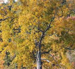 Shagbark hickory Photo: Tami Gingrich