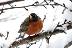 American Robin Photo: Ken Hatch