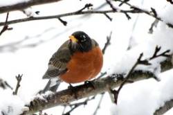 American Robin Photo: Ken Hatch